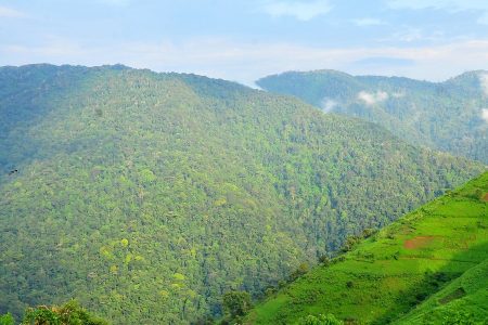 bwindi forest